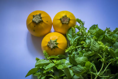 Close-up of yellow flowering plant