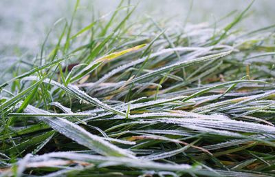 Close-up of frozen plant on snowy field