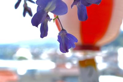 Close-up of purple flowering plant