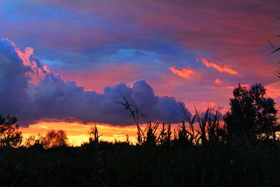 Silhouette of trees at sunset