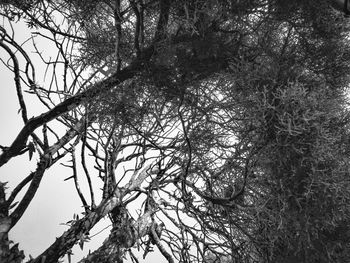 Low angle view of bare trees against sky