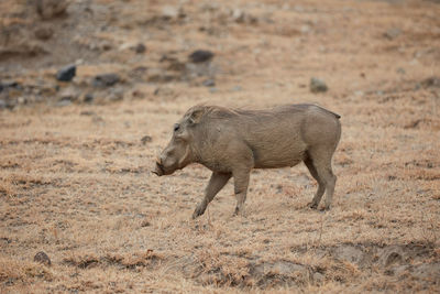 Side view of lion walking on field