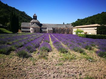 Purple flowers on field by building against sky