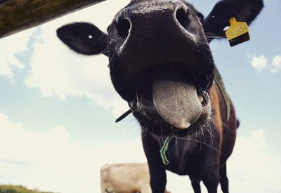 Cow standing against sky