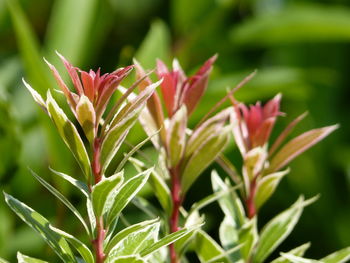 Close-up of pink flowering plant