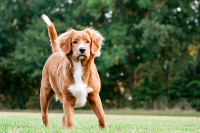 Portrait of golden retriever on grass