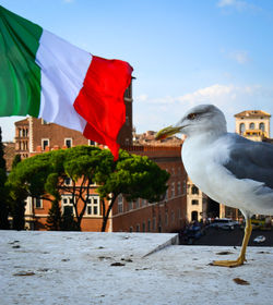 View of seagull against the sky