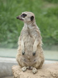 Close-up of lion looking away