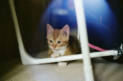 Portrait of kitten sitting