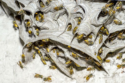 High angle view of fish on snow