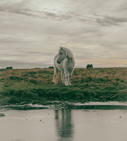 Horse on field