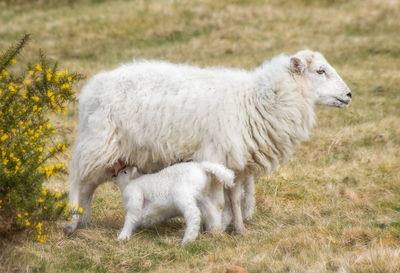 Side view of sheep feeding lamb on grassy field