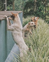 View of two cats on plant