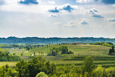 Scenic view of agricultural field against sky