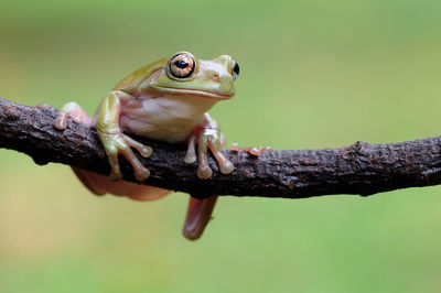 Close-up of lizard on branch