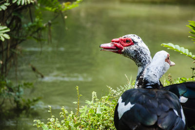 Close-up of duck in lake