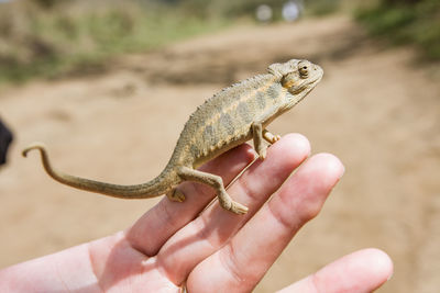 Close-up of hand holding lizard