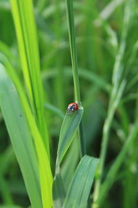 Close-up of ladybug on grass