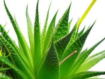 Close-up of fresh green plant