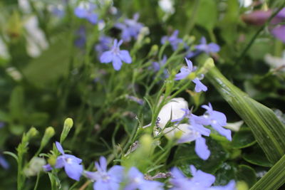 Close-up of purple flowers blooming outdoors