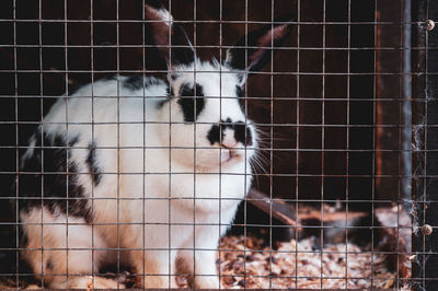 Close-up of cat in cage