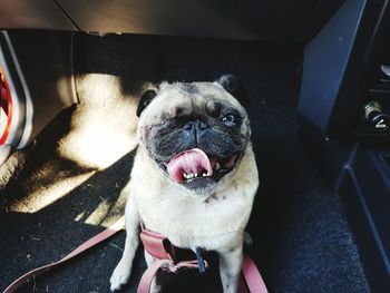 High angle view of dog winking in car