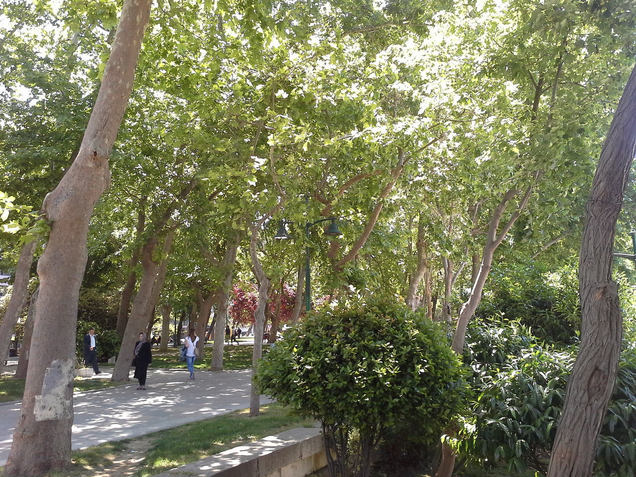 tree, growth, tree trunk, branch, green color, nature, sunlight, park - man made space, the way forward, footpath, day, outdoors, incidental people, beauty in nature, person, men, tranquility, walking, lifestyles