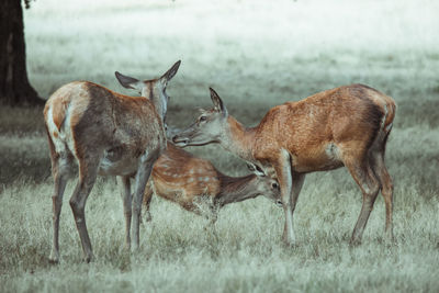 Deer standing in a field