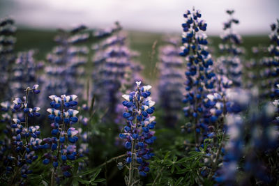 Close-up of purple flowering plants on field