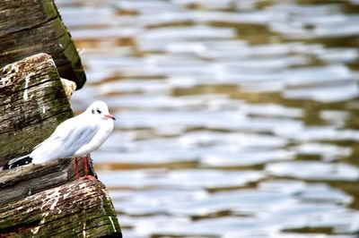 Close-up of bird perching on water