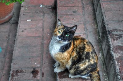 High angle portrait of cat sitting outdoors