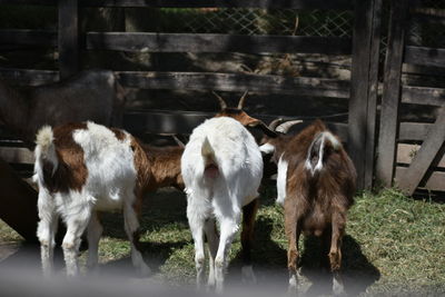 Cows standing in grass