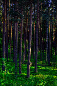 Pine trees in forest