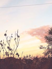 Plants growing on field against sky during sunset