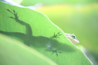 Close-up of a lizard