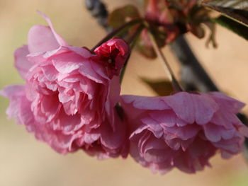 Close-up of pink flowers