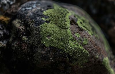 Close-up of moss growing on rock