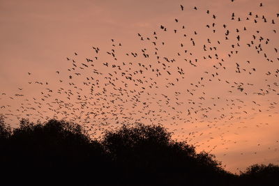 Flock of birds flying in sky
