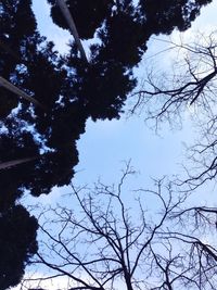 Low angle view of bare trees against sky