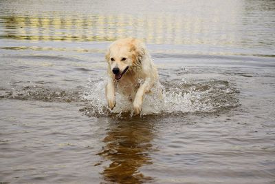 Dog running in water