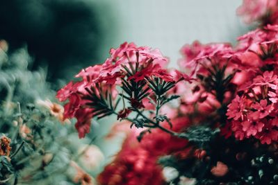 Close-up of red flowering plants