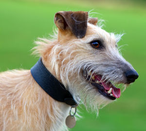 Close-up of dog looking away