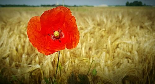 Close-up of red poppy blooming in field