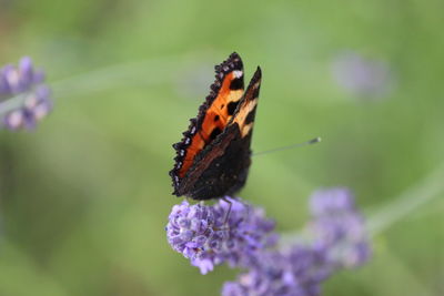 Close-up of butterfly pollinating on purple flower