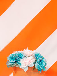 High angle view of blue and white flowers on table against wall