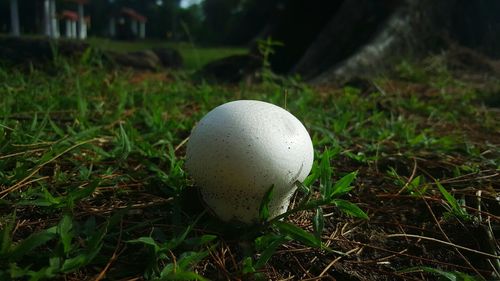 Close-up of grass