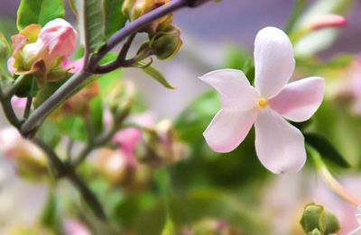 Close-up of fresh flowers blooming outdoors