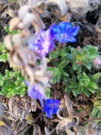 Close-up of purple flowering plants