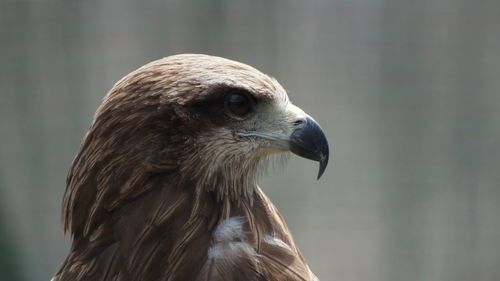 Side view close-up of hawk