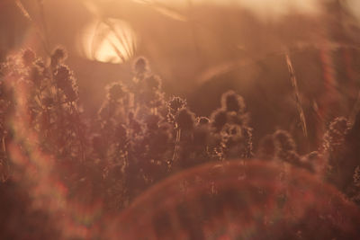 Close-up of crops on field during sunset